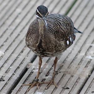 Sunbittern