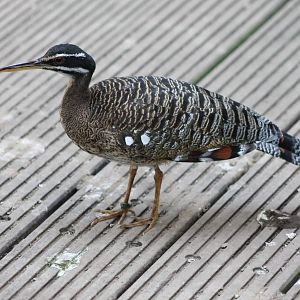 Sunbittern