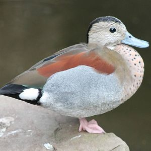 Ringed teal