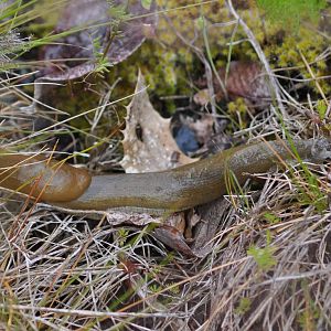 Banana Slug - Washington