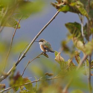Rufous Hummingbird - Washington