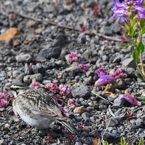 Horned Lark - Washington