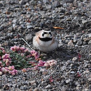 Horned Lark - Washington