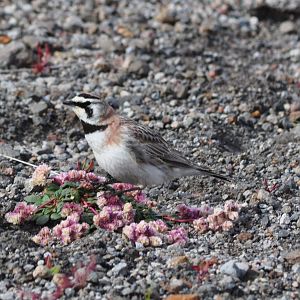 Horned Lark - Washington