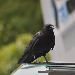 Northwestern Crow - Washington