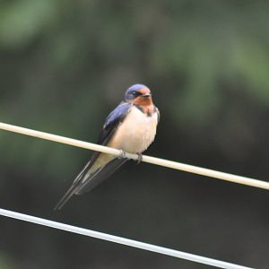Barn Swallow - Washington