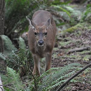 Columbian Blacktailed Deer - Washington