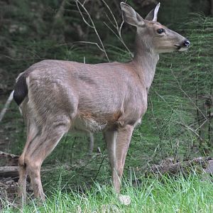 Columbian Blacktailed Deer - Washington