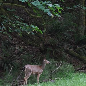 Columbian Blacktailed Deer and Rainforest Habitat - Washington