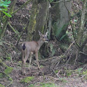 Coastal Rainforest and Columbian Blacktailed Deer - Washington