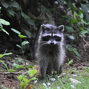 Northern Raccoon - Washington