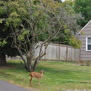 Columbian Blacktailed Deer in Urban Habitat - Tacoma Washington