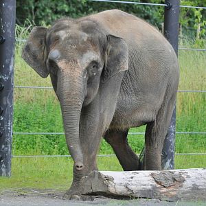 Asian (Borneo Subspecies) Elephant