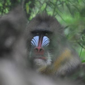 Mandrill