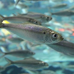 Alewives - June 2016