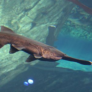 Paddlefish - June 2016