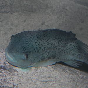 Lumpfish - June 2016