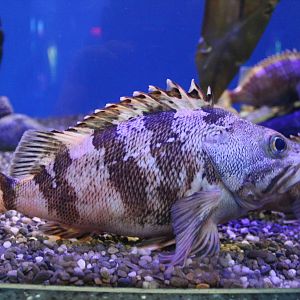Quillback Rockfish or Blackbelly Rosefish - June 2016