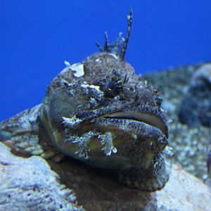 Sea Raven - June 2016