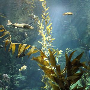 Kelp Forest Tank - June 2016