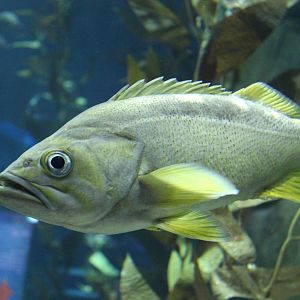 Rockfish Species? - June 2016