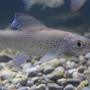 Arctic Grayling - June 2016
