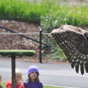 Milky Eagle-Owl flight demonstration.