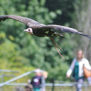 Hooded Vulture flight demonstration