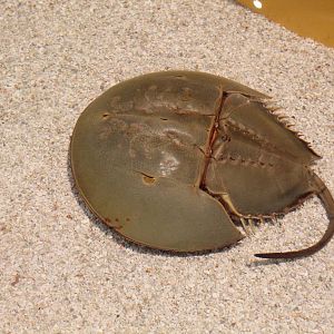 Horseshoe Crab - June 2016
