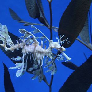 Leafy Seadragon - June 2016