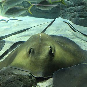 Southern Stringray - June 2016