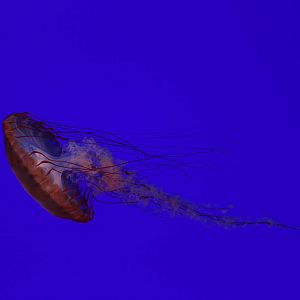 Pacific Sea Nettle - June 2016
