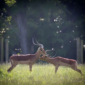 Impala : Whipsnade : 05 Jun 2016