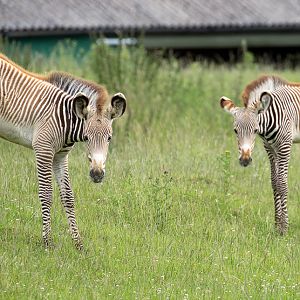 Grevys zebra (foals) : Whipsnade : 01 Jul 2016
