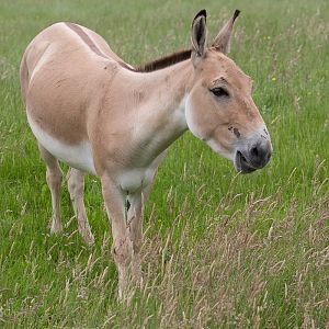 Persian onager : Whipsnade : 01 Jul 2016