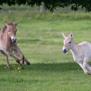 Przewalskis horse (foals) : Whipsnade : 01 Jul 2016