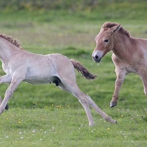 Przewalskis horse (foals) : Whipsnade : 01 Jul 2016