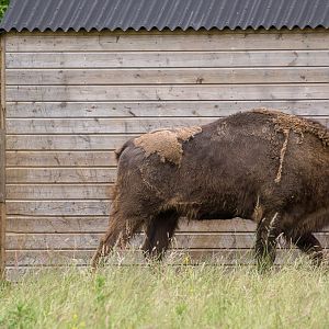 Wisent / European bison : 01 Jul 2016