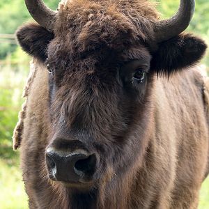 Wisent / European bison : 01 Jul 2016