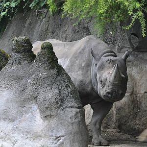 Black Rhinoceros