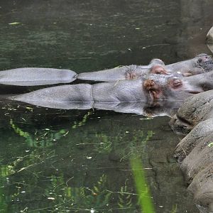 Hippos