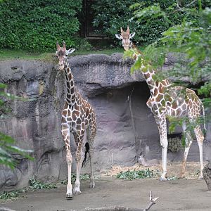 Giraffes