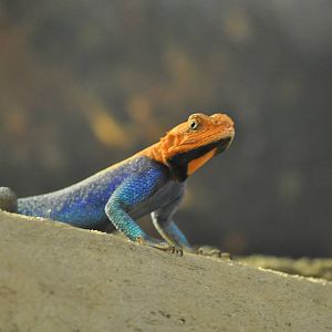 Red-headed Agama