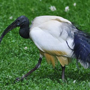 Sacred Ibis