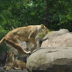 African Lions