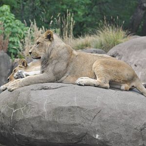 African Lions