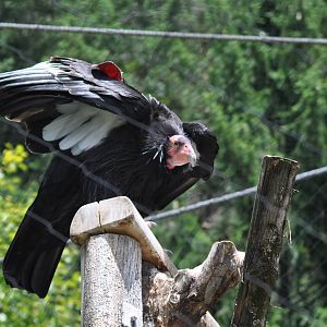 California Condor