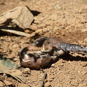 Playing Cape ground squirrels
