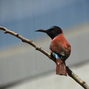 Northern carmine bee-eater