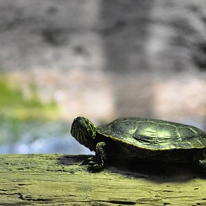 Western Painted Turtle
